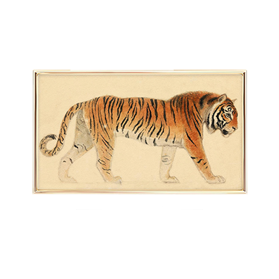 tiger