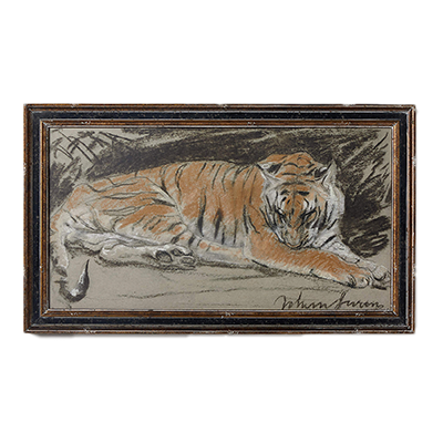 tigress